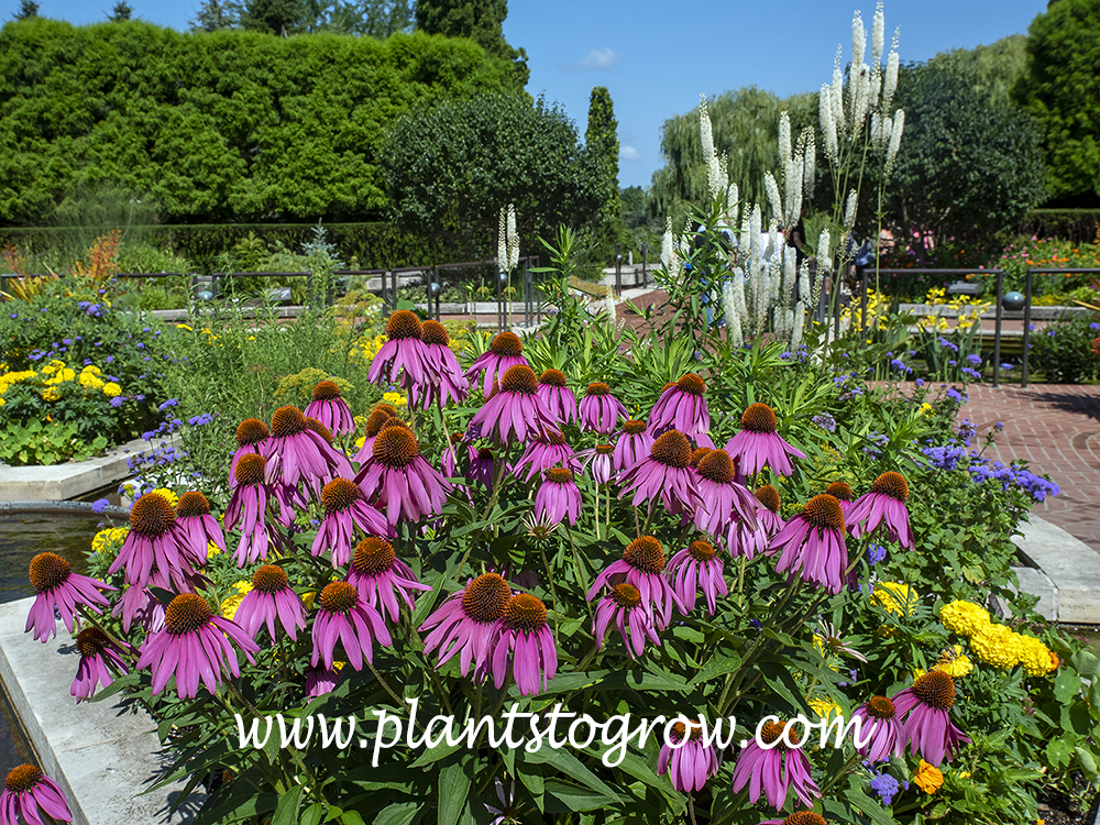 Showoff Coneflower (Echinacea)